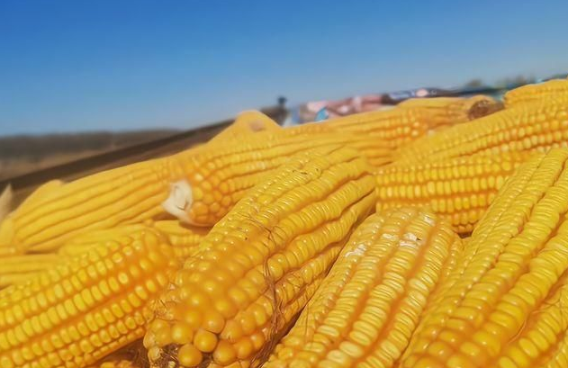 2021年4月13日全国主要产销区今日玉米价格