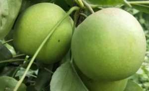 种植什么梨品种市场前景好效益高？