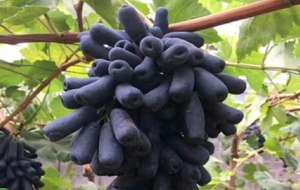 一亩蓝宝石葡萄的成本和利润是多少？