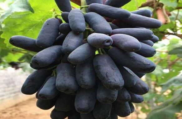 蓝宝石葡萄多少钱一斤？一亩蓝宝石葡萄的成本和利润是多少？