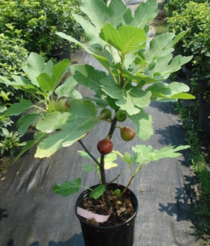 适合盆栽的果树品种有哪些？