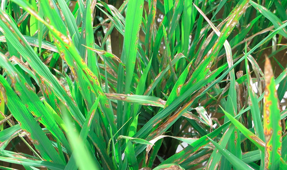 水稻纹枯病如何防治？中国南方水稻纹枯病发病原因及防治