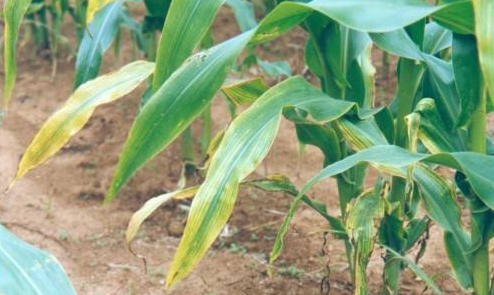 农作物玉米缺肥症状及矫正技术！