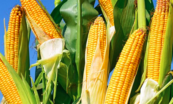 玉米种植怎样防治病虫害？玉米高产种植技术！