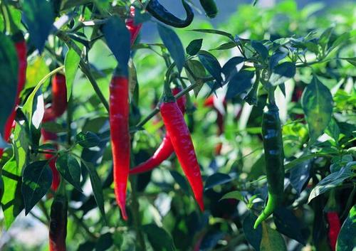 辣椒种植如何提高开花坐果率？怎样避免辣椒落花落果的发生