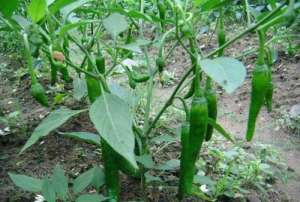 辣椒剪枝能够提高产量，掌握这种方法，产量可以高一倍！