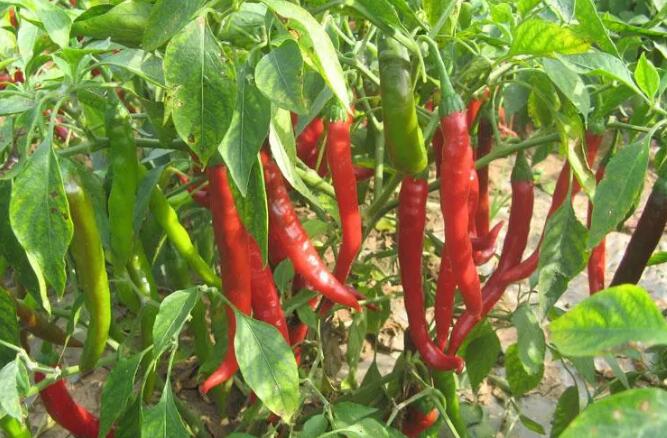 辣椒这样种植，亩产干椒840公斤！优质高产不用愁！