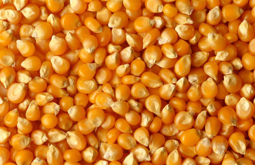2021年4月21日国内主产销区今日玉米价格