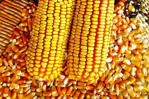 2021年4月22日国内主要产销区今日玉米价格