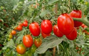 樱桃番茄和水蕹菜轮作栽培效益高，一亩净赚3.9万！