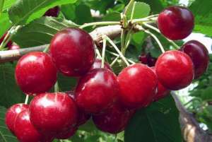 奇树异果开奇葩，种植小水果一年收入300万元！