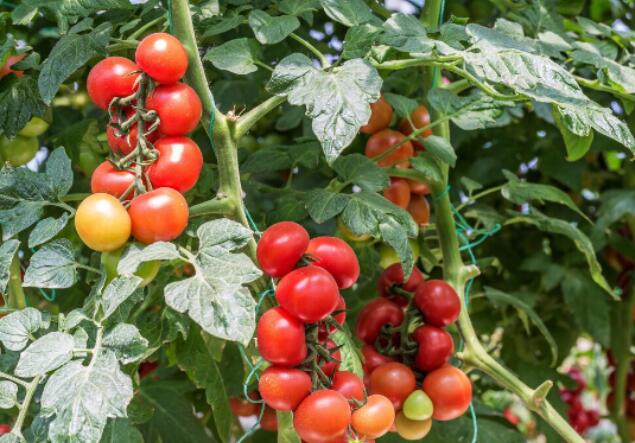 西红柿打叉、插扦有技巧，四季循环生长产量高！
