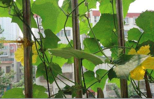 很多人喜欢阳台种植丝瓜，这种方法及管理要点有哪些？