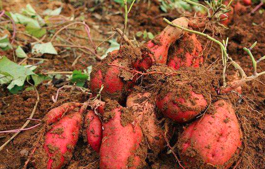 红薯的虫害有哪些？应当怎样防治？