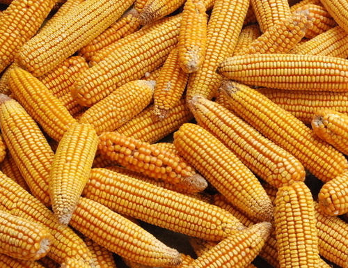 2021年4月26日国内主要产销区今日玉米价格