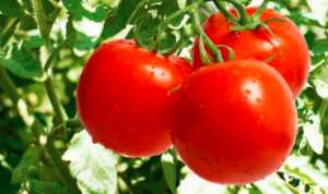 多点花，少留果。减少残次果，番茄产量高！