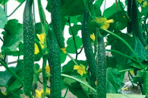 温室黄瓜增产的五种方法！温室的水、肥、温度管理