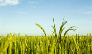 水稻亩产1365公斤：什么水稻品种产量这么高？种植前景怎么样？