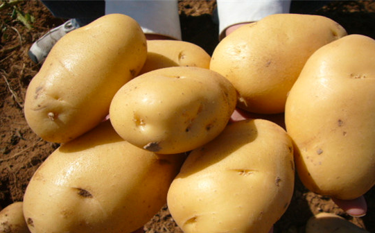 种植马铃薯结果少是哪些因素造成？