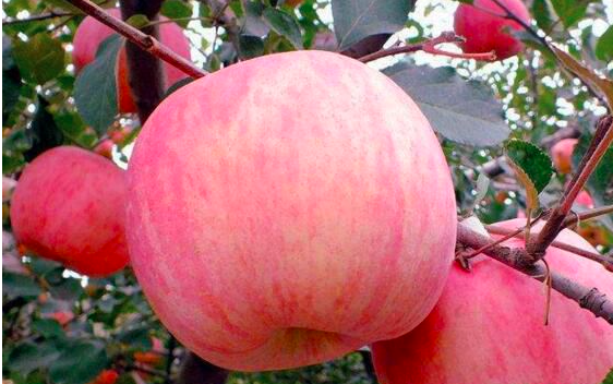 苹果常见病虫害及防治方法