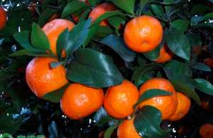 柑橘苗几月份栽最好？柑橘种植技术