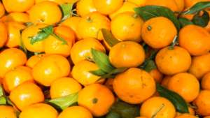 砂糖橘​花蕾期与花期的管理措施！