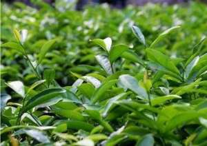 10亩茶叶利润有多少，10亩茶园需要投资多少成本？