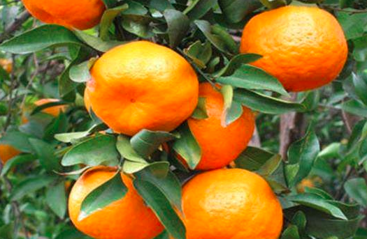 柑橘常见五种病害及防治方法！