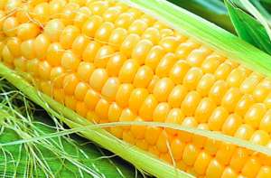 玉米种植“一增三改”新技术！