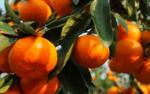 柑橘全年施肥及追肥技术！