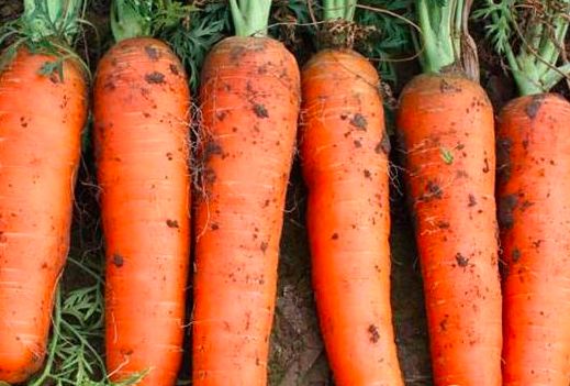 种植胡萝卜后期如何管理水肥？