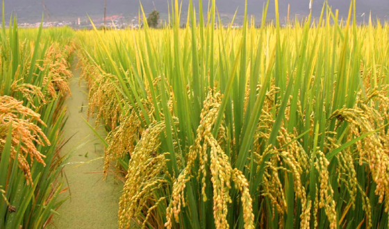 水稻叶片枯死原因有哪些？