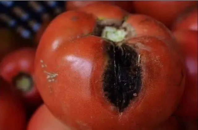 番茄果出现各种“斑”，究竟是怎么回事？