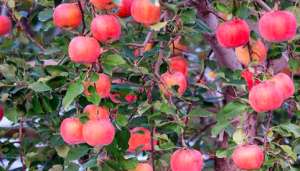 夏季苹果树管理误区？