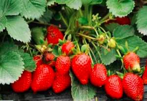 草莓沤根是怎么回事？如何进行防治？