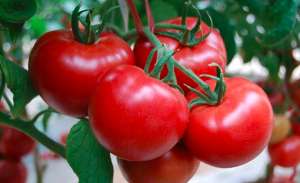 西红柿为什么要剪枝？西红柿剪枝过程详解！