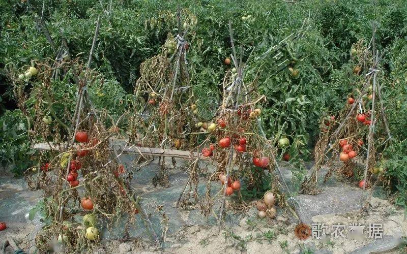 番茄植株萎蔫的原因与对症防治！