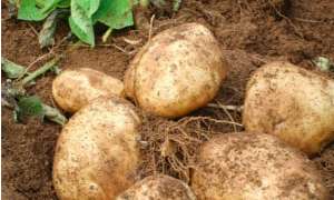 土豆种植的步骤与方法