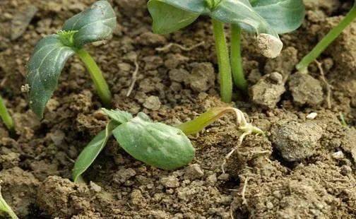 蔬菜幼苗出现黑根、烂根、死苗，用这个配方灌根，10天就能解决