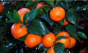 蜜橘怎么种植才能高产？