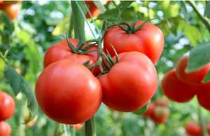 种植西红柿，这些病害要提前预防，后期才能产量高品质好
