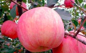 苹果树苗种植几年结果？怎么管理结果多？
