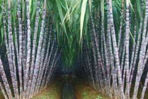 甘蔗种植技术和管理，附施肥方法！