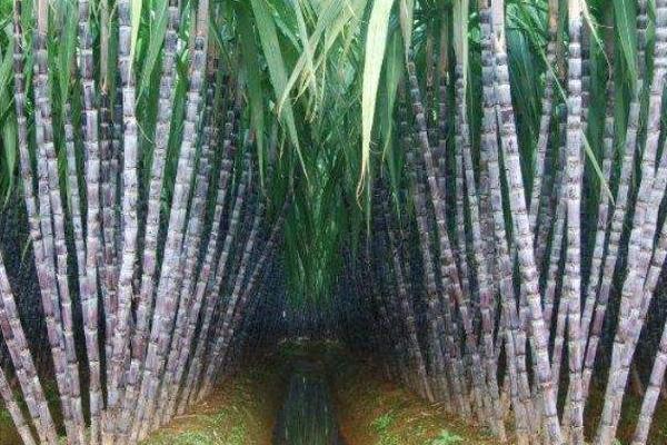 甘蔗种植技术和管理，附施肥方法