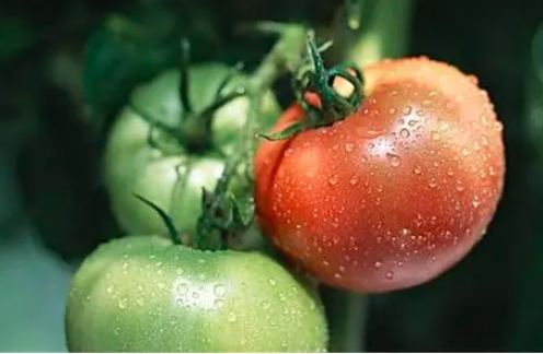 西红柿采果期怎么浇水？