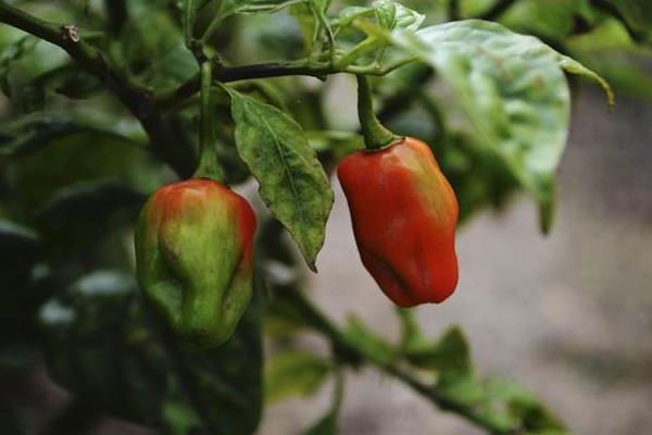辣椒怎么种 种植夏季辣椒的注意事项