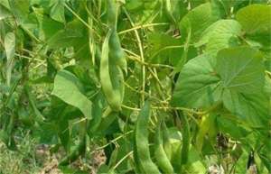 扁豆种植时间和方法