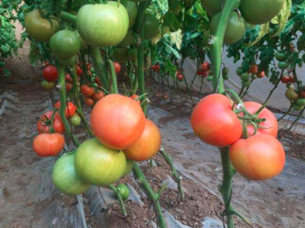 西红柿转色期间摘叶要注意这两个问题？