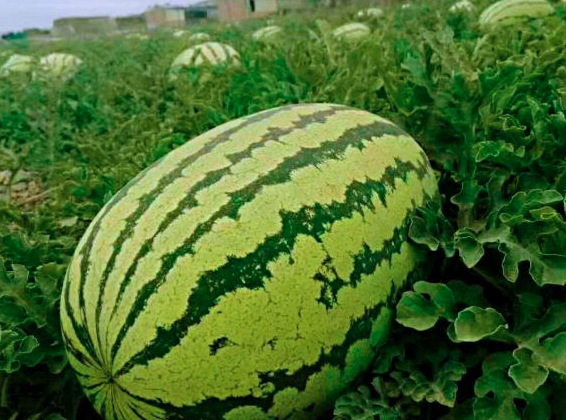 西瓜品种十大排行榜中的五大西瓜品种？