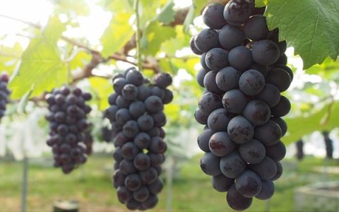 北方适合种植葡萄品种有哪些？